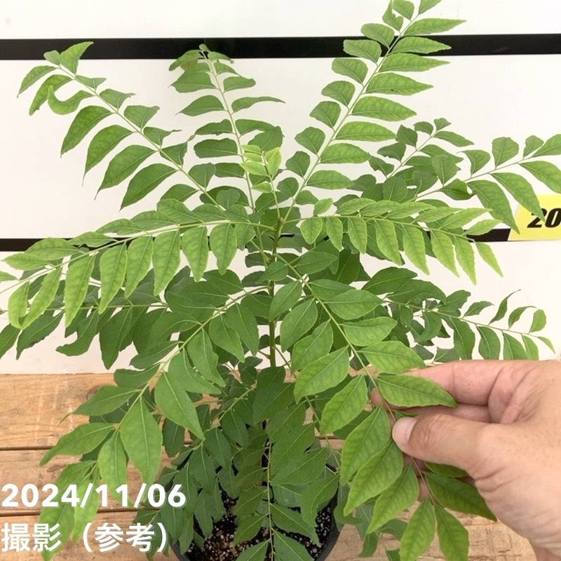 カレーの木（苗）カレーリーフ 5号｜草花10-TU | 草花,[ハーブ苗