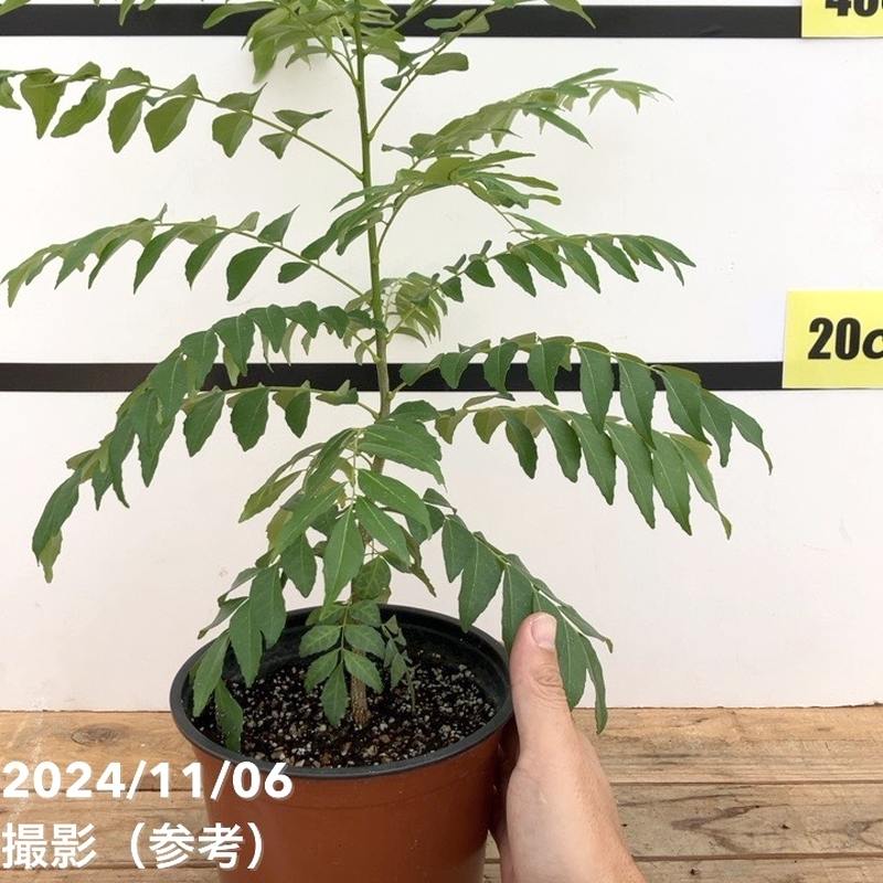 カレーリーフの大株　10年超え カレーリーフの大株 10年超え - メルカリ