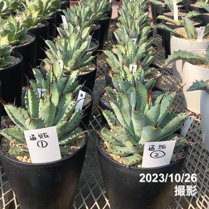 アガベ　八荒雷神(曲刺)　大株　 2025-02 曲棘八雷 / 八荒雷神 子株 | Agave Rocon