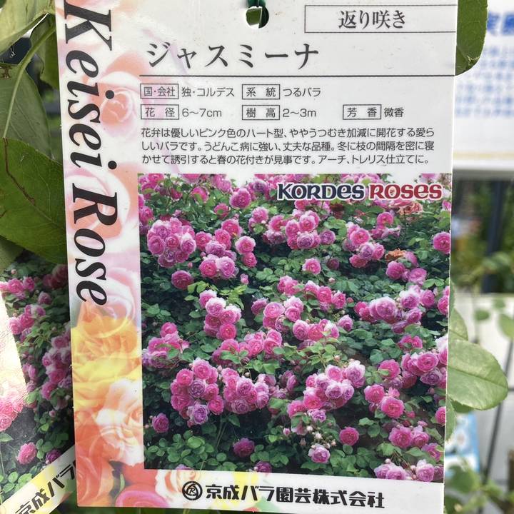 つるバラ長尺苗 ジャスミーナ 6号 京成バラ園芸｜s200｜花木04-PA