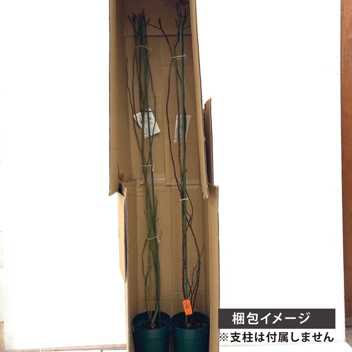 つるバラ長尺苗 ジャスミーナ 6号 京成バラ園芸｜s200｜花木04-PA