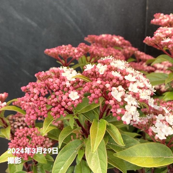 ビバーナム ティヌス 5号｜花木04-PA | 花木・庭木 | 赤塚植物園