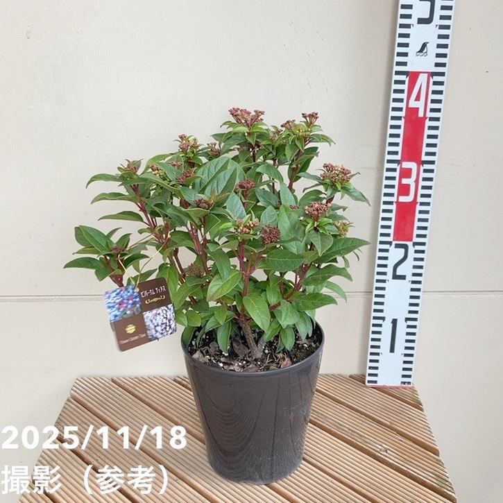 ビバーナム ティヌス 5号｜花木04-PA | 花木・庭木 | 赤塚植物園