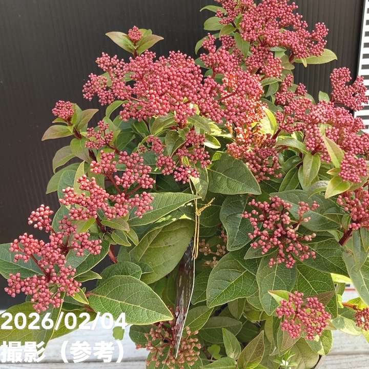 ビバーナム ティヌス 5号｜花木04-PA | 花木・庭木 | 赤塚植物園