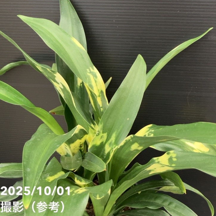 宝船おもと。宗石。斑入り2プラ鉢5.5号。今だけセール 万年青（オモト）5.5号 宝船おもと 宗石｜観葉10-TU | 観葉・多肉