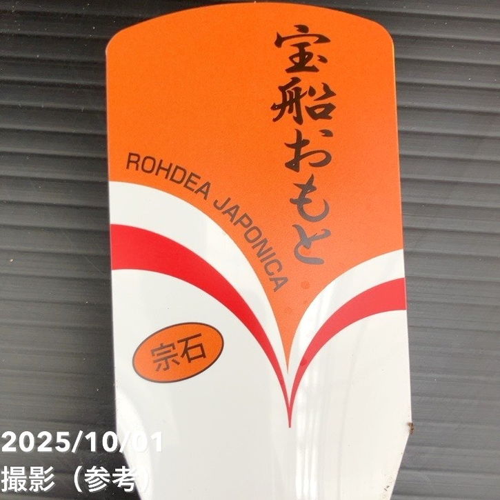 万年青（オモト）5.5号 宝船おもと 宗石｜観葉10-TU | 観葉・多肉