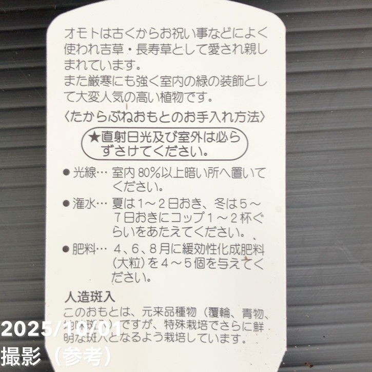 万年青（オモト）5.5号 宝船おもと 宗石｜観葉10-TU | 観葉・多肉
