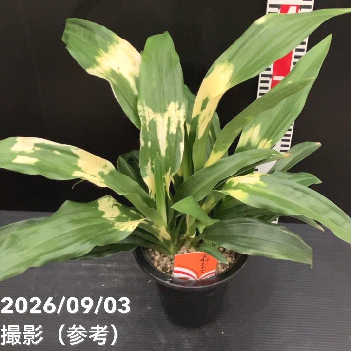 万年青（オモト）5.5号 宝船おもと 宗石｜観葉10-TU | 観葉・多肉