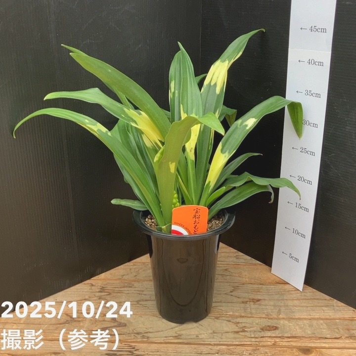 宝船おもと。宗石。斑入り2プラ鉢5.5号。今だけセール 万年青（オモト）5.5号 宝船おもと 宗石｜観葉10-TU | 観葉・多肉