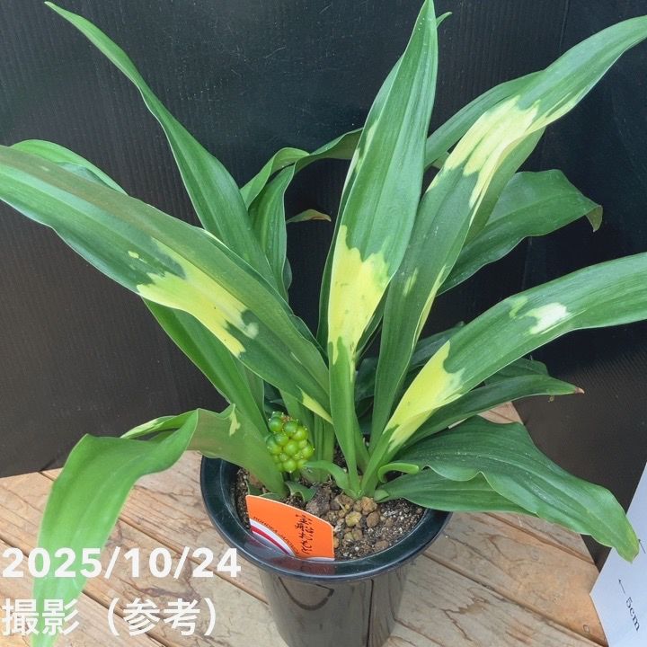 万年青（オモト）5.5号 宝船おもと 宗石｜観葉10-TU | 観葉・多肉