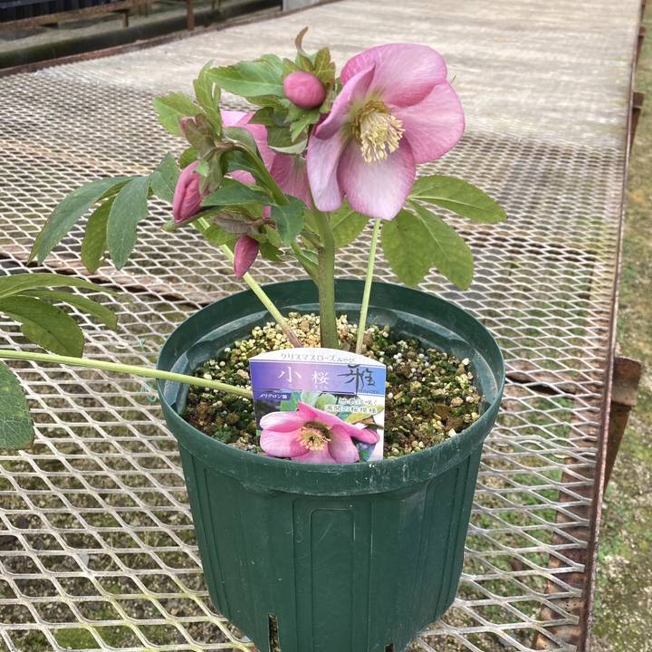 期間限定10％OFF！】【限定5鉢】クリスマスローズ 伊勢みやび 7号