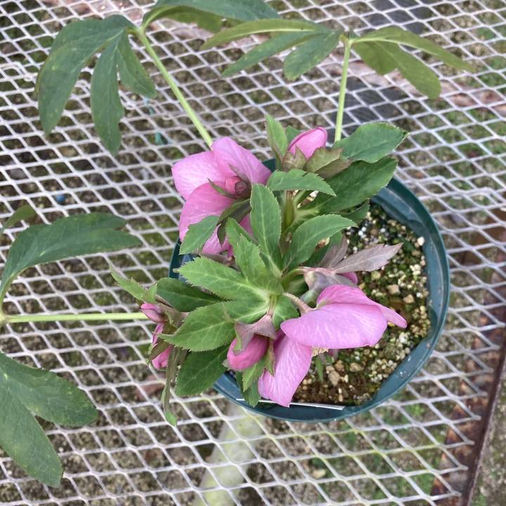 限定5鉢】クリスマスローズ 伊勢みやび 7号スリット鉢 小桜｜山野01-D1