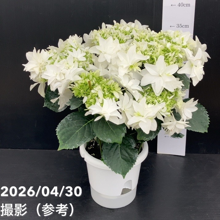 アジサイ 月うさぎ 5号｜鉢花10-TU | 花木・庭木,アジサイ類 | 赤塚