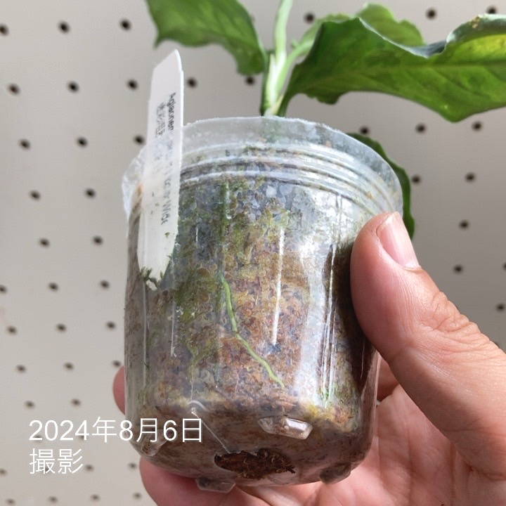 アグラオネマ ピクタム トリコロール (ワイド)本日セール中です。 現品お届け】アグラオネマ ピクタムトリカラーワイド Aglaonema
