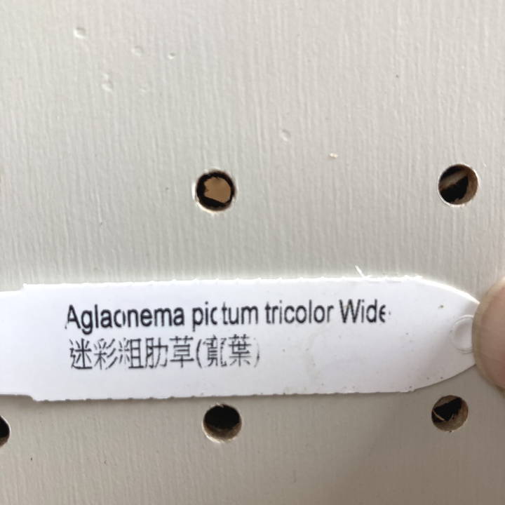 現品お届け】アグラオネマ ピクタムトリカラーワイド Aglaonema pictum