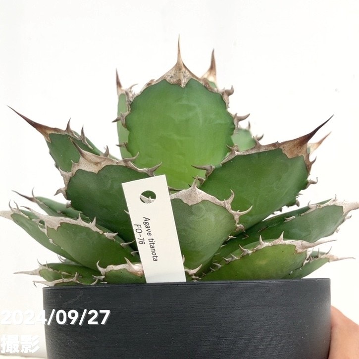 5月入荷 1000粒+ アガベ オテロイ 種子 チタノタ FO-76 証明書 種子