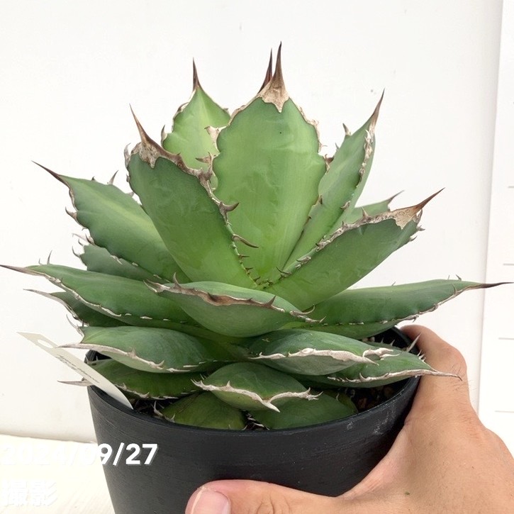 アガベ F. 現品お届け】アガベ 5号 チタノタ FO76 フェリペオテロ Agave titanota