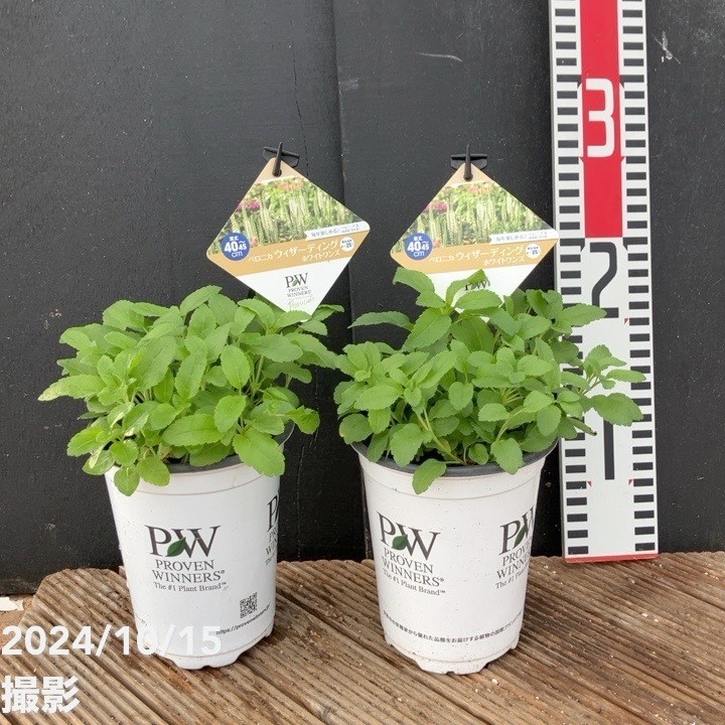 PW ベロニカ ウィザーディング ホワイトワンズ 11cmロングポット×2鉢