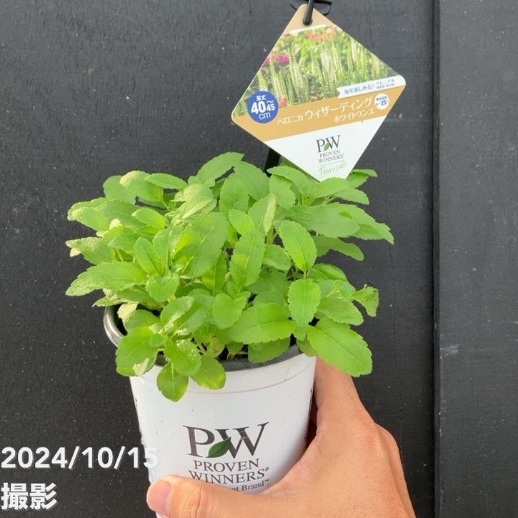 PW ベロニカ ウィザーディング ホワイトワンズ 11cmロングポット×2鉢