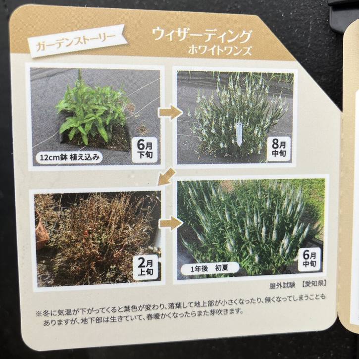 PW ベロニカ ウィザーディング ホワイトワンズ 11cmロングポット×2鉢セット|草花04-PA