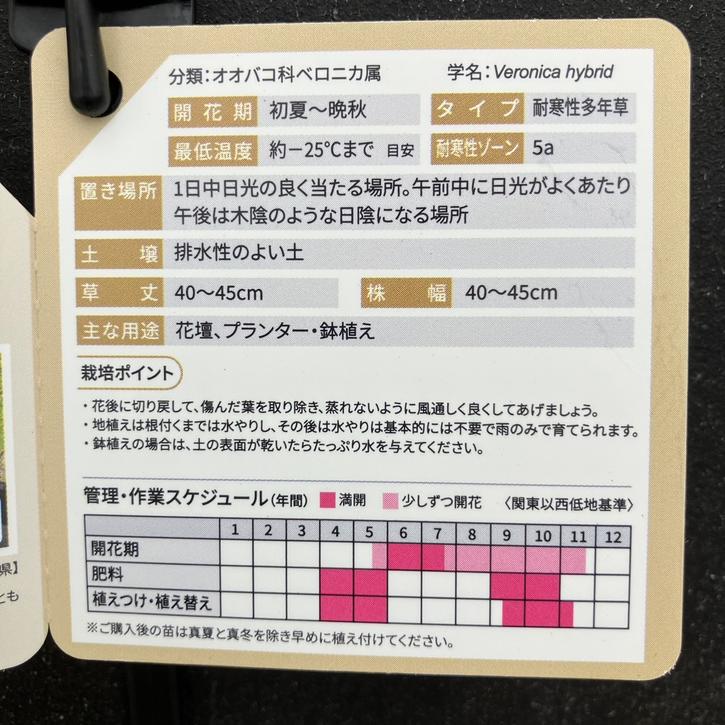 PW ベロニカ ウィザーディング ホワイトワンズ 11cmロングポット×2鉢セット|草花04-PA