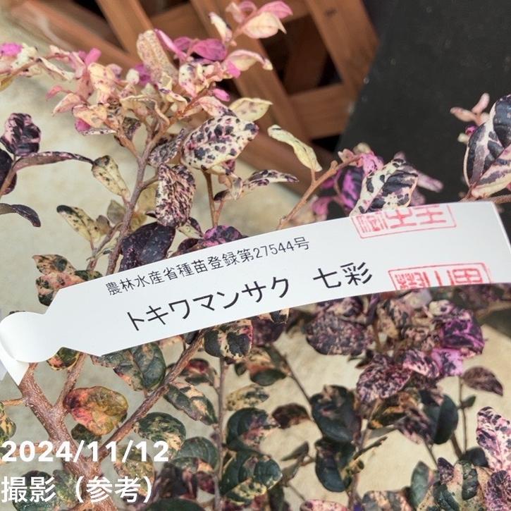 和の伝統を感じる風情！トキワマンサク 七彩 7号｜花木04-PA | 花木