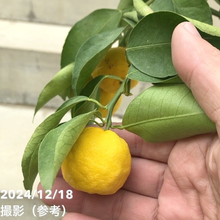 訳ありお買い得】ゆず 6号｜果樹10-TU | 果樹,柑橘 | 赤塚植物園