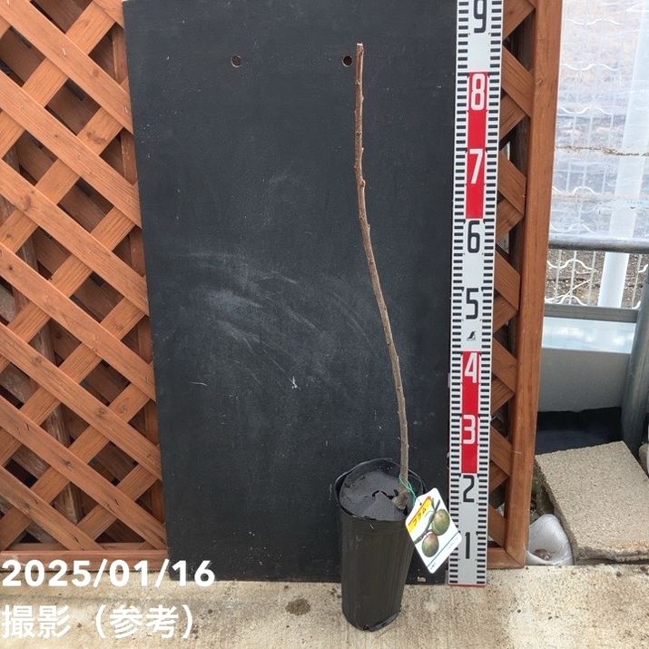 プラム ソルダム 4号ロングポット|果樹04-PA