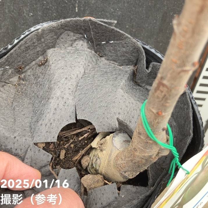 プラム ソルダム 4号ロングポット|果樹04-PA