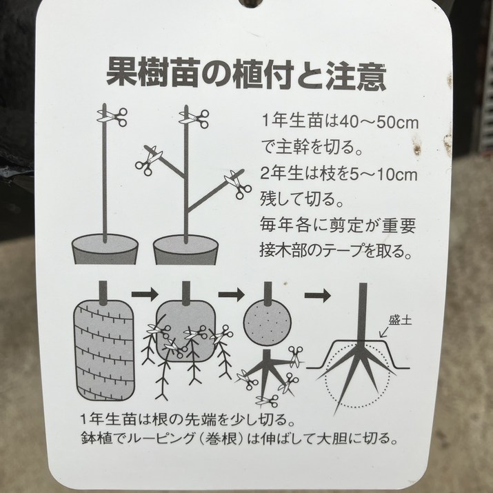 プラム ソルダム 4号ロングポット|果樹04-PA