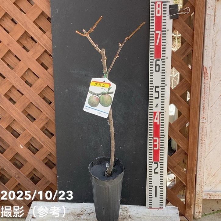 プラム ソルダム 4号ロングポット|果樹04-PA