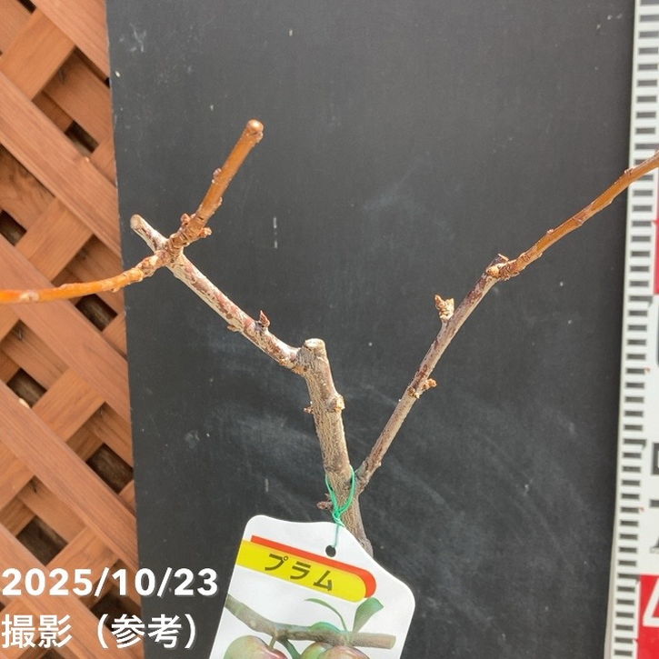 プラム ソルダム 4号ロングポット|果樹04-PA