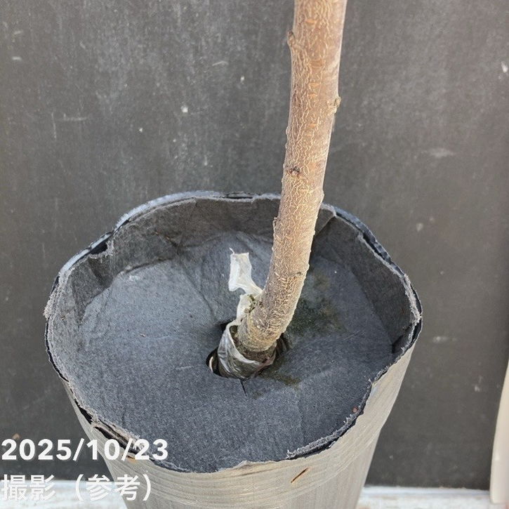 プラム ソルダム 4号ロングポット|果樹04-PA