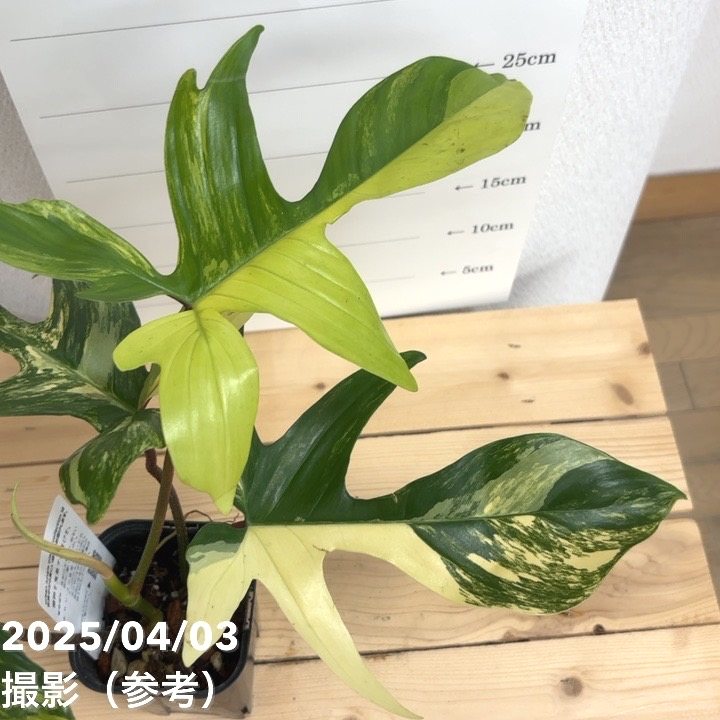 現品お届け】フィロデンドロン フロリダビューティー 3.5号ロング