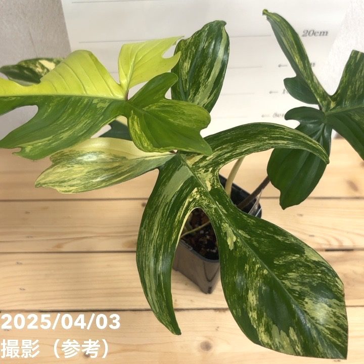 現品お届け】フィロデンドロン フロリダビューティー 3.5号ロング