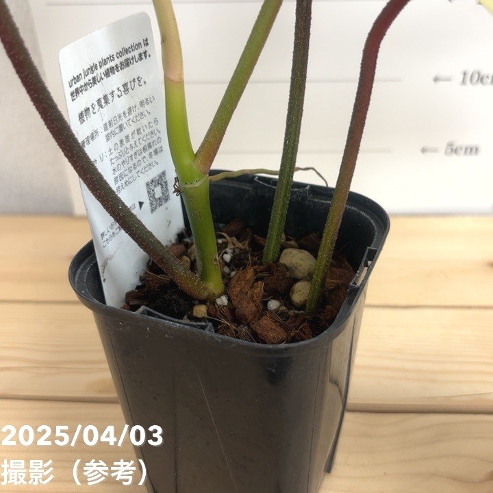 現品お届け】フィロデンドロン フロリダビューティー 3.5号ロング