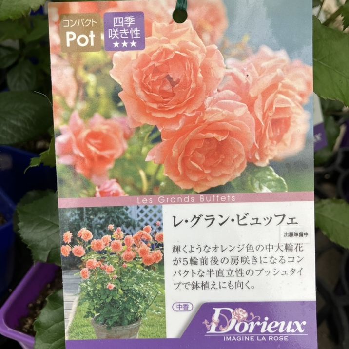 バラ新苗 レ・グラン・ビュッフェ 4号 Dorieux｜花木04-PA | 花木
