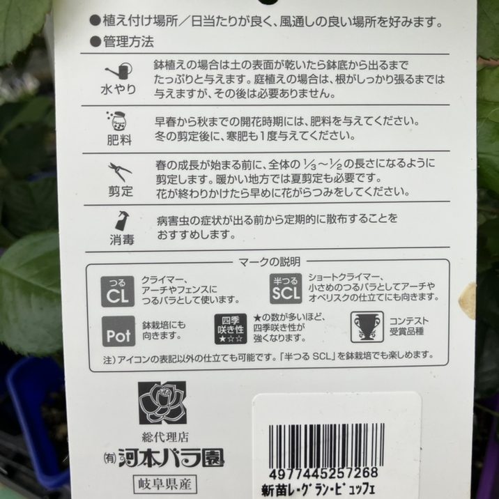 バラ新苗 レ・グラン・ビュッフェ 4号 Dorieux｜花木04-PA | 花木