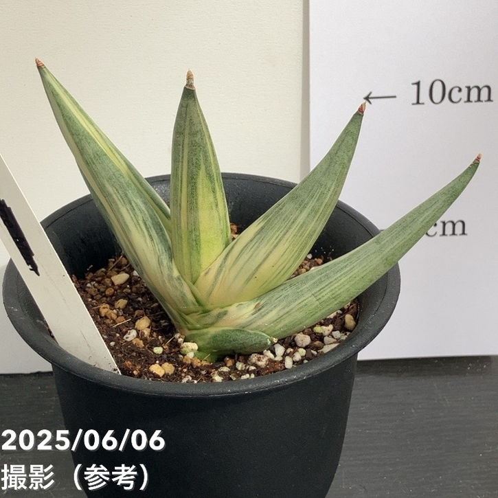 激レア！現品お届け】サンスベリア 3.5号 雪女 ユキオンナ プラ鉢