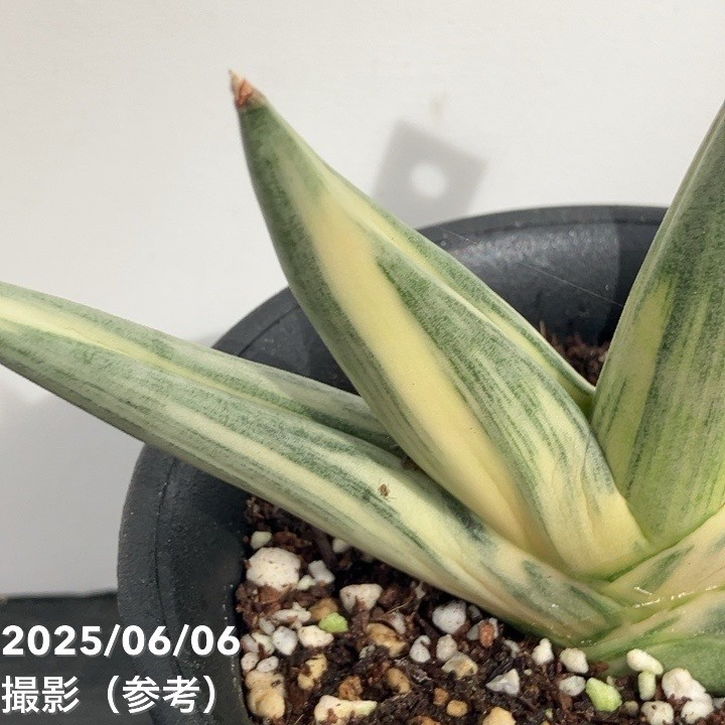 サンスベリア ユキオンナ sansevieria yuki onna 斑入り