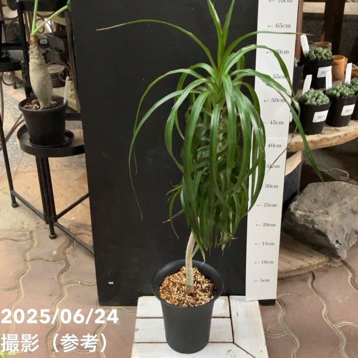 激レア ドラセナ セルラータ 二頭 希少 観葉植物 抜き苗 園芸ネット