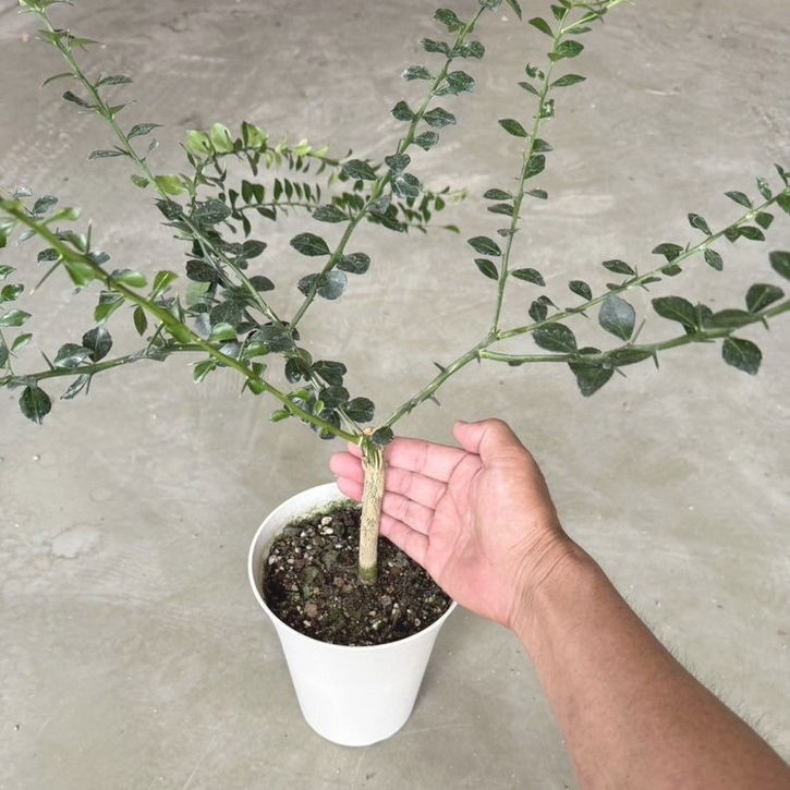 こるふぁーむ フィンガーライム 5号 コレット（代引き不可）｜柑橘