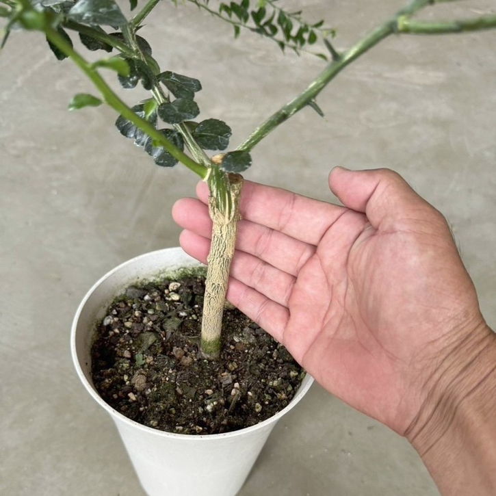 こるふぁーむ フィンガーライム 5号 コレット（代引き不可）｜柑橘