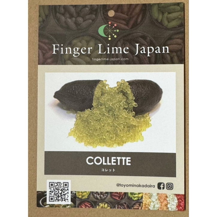 こるふぁーむ フィンガーライム 5号 コレット（代引き不可）｜柑橘