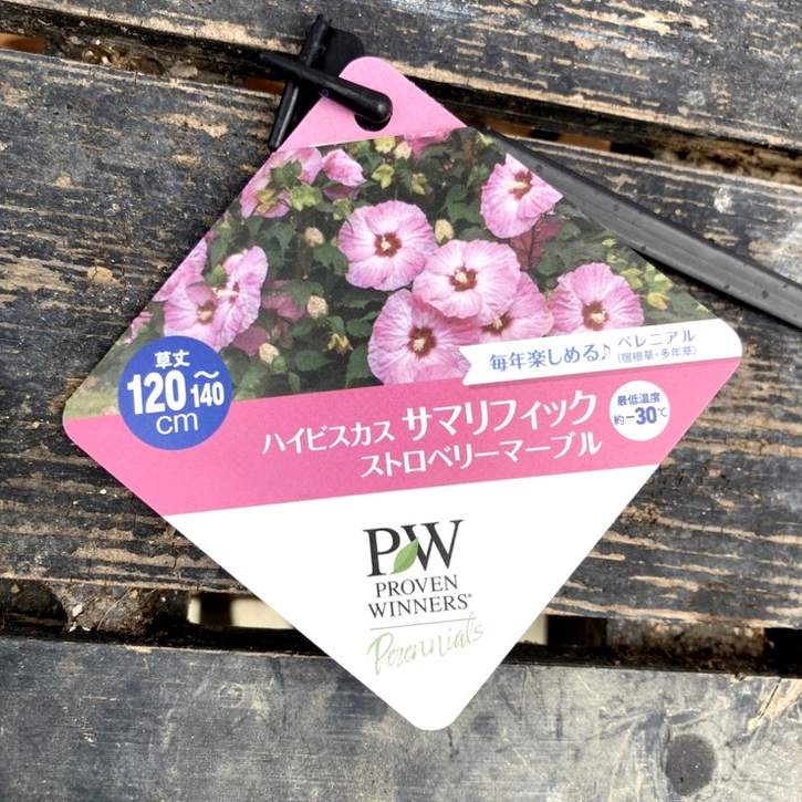 PW ハイビスカス サマリフィック ストロベリーマーブル 11cmロング