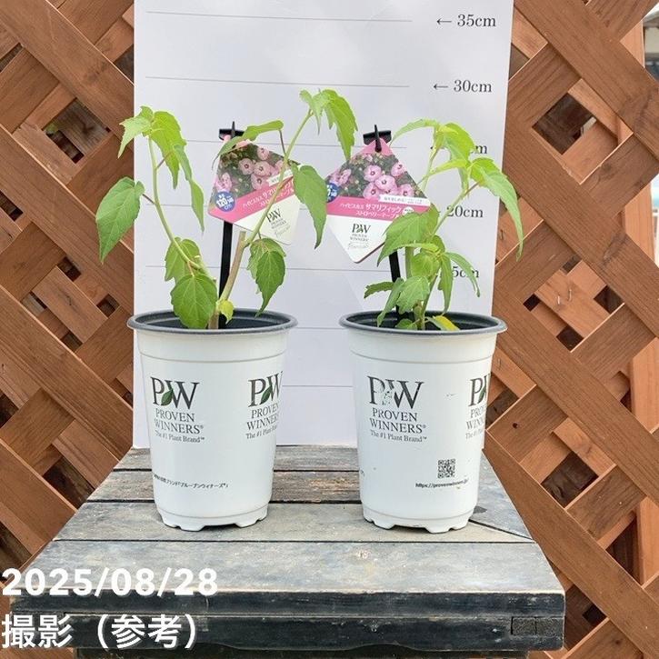 PW ハイビスカス サマリフィック ストロベリーマーブル 11cm