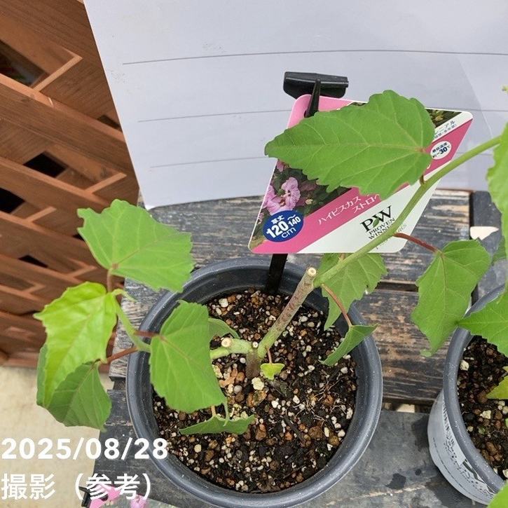 PW ハイビスカス サマリフィック ストロベリーマーブル 11cmロング