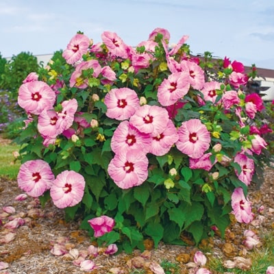 ☆ハイビスカス☆ PW ハイビスカス サマリフィック ストロベリーマーブル 11cm