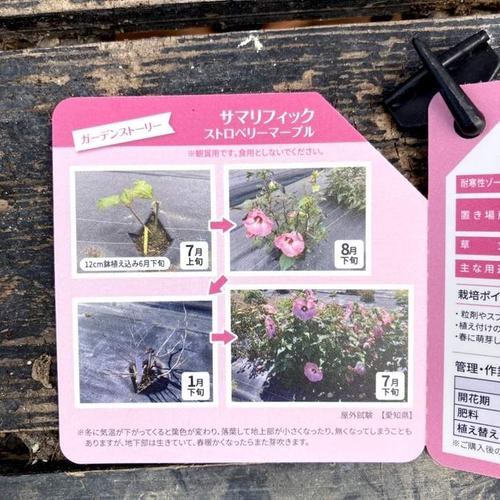 PW ハイビスカス サマリフィック ストロベリーマーブル 11cmロング