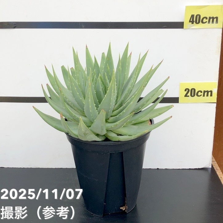 アロエ　ポリフィラ アロエ ポリフィラ Aloe polyphylla 3.5号｜観葉10-TU | □キーワード